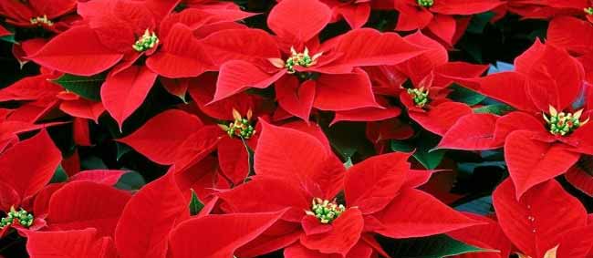 Poinsettias